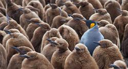 Adult King Penguin standing amongst a large group of chicks.