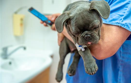 Veterinarian holding puppy in hand and writing on phone message to colleague for consultation